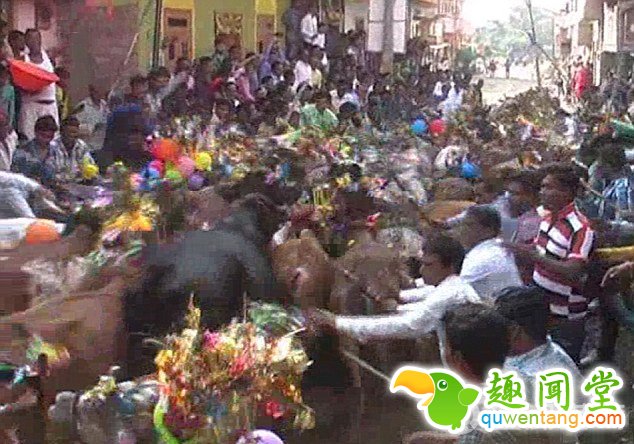 　　据悉，在印度中央邦等地，“群牛踩踏”是传承了数百年的古老习俗，在每年排灯节之后都会如期举行。当地的人们用五彩斑斓的鲜花、孔雀羽毛、铃铛等装饰物将牛盛装打扮一番，然后让它们在城镇的街道上自由奔跑。男人们会提前躺在街道上，双臂紧紧抱在胸前，等待被奔牛踩过。