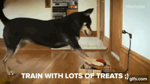 这年头狗都会自拍了！还会把自拍照发给你！