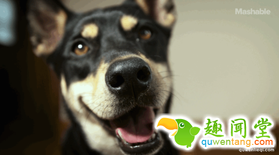 这年头狗都会自拍了！还会把自拍照发给你！