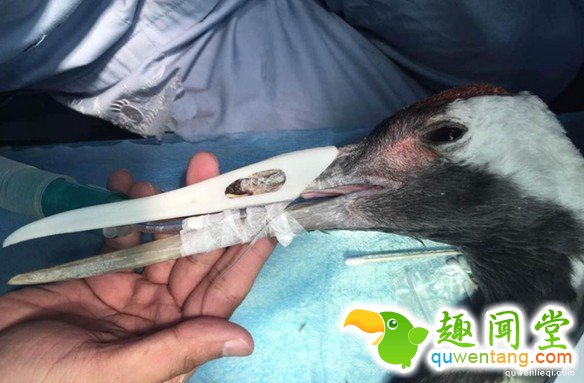 超稀有的丹顶鹤因为打架嘴巴断掉以后死定了，但手术后她现在的「钢铁超帅鸟嘴」已经让其他鸟都金盆洗手了!