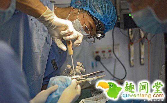 超稀有的丹顶鹤因为打架嘴巴断掉以后死定了，但手术后她现在的「钢铁超帅鸟嘴」已经让其他鸟都金盆洗手了!