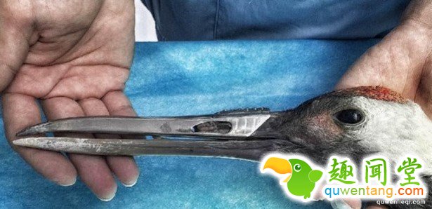 超稀有的丹顶鹤因为打架嘴巴断掉以后死定了，但手术后她现在的「钢铁超帅鸟嘴」已经让其他鸟都金盆洗手了!