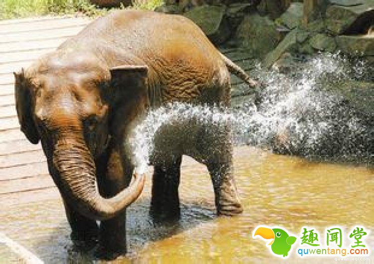 【真相帝】脑袋越大，打哈欠的时间就越长哦