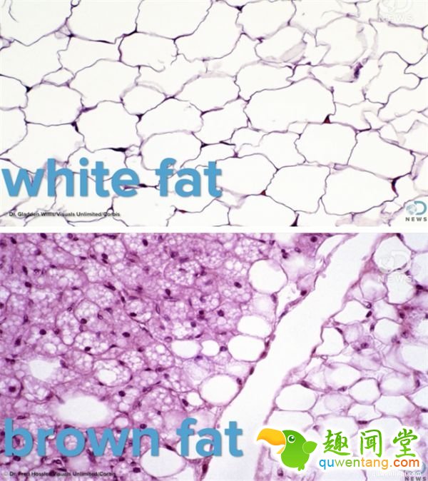 科学已经证实了“只要你睡觉吹冷气”就能瘦身，而且这么做的人还会活得比较长--趣味说