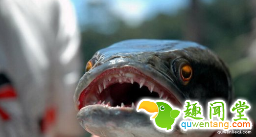 盘点各类恐怖怪鱼 海底恶魔蛇头鱼