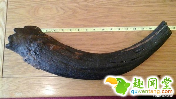 男孩海边拾黑色不明物体：竟是猛犸象象牙化石