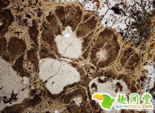 科学家发现最古老的植物：16亿年前的红藻