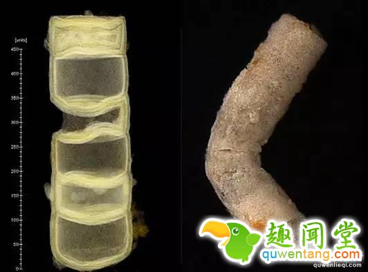 科学家发现最古老的植物：16亿年前的红藻