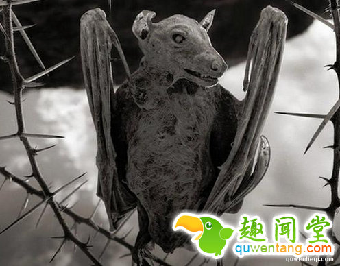 世界上真的有冥河吗 纳特龙湖瞬间使动物石化