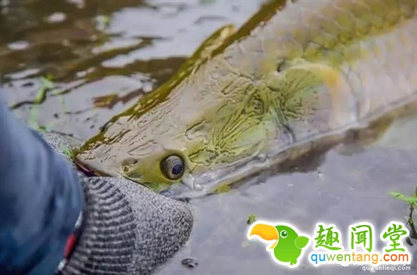 缅甸寺庙捉到长寿巨鱼：价值百万