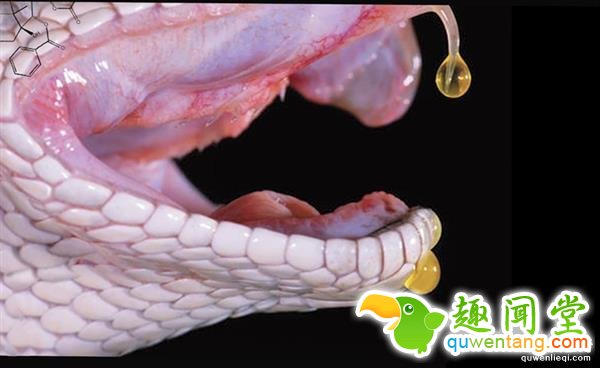 蛇的毒液能杀死人 为啥蛇没事儿？