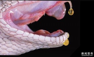 蛇的毒液分分钟能杀死人，可为什么它自己