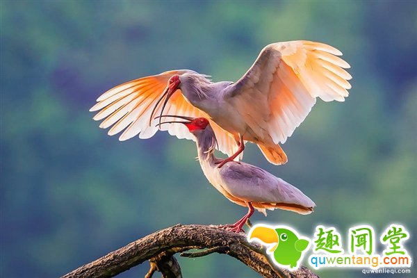 暌违半个世纪！ “鸟类大熊猫”朱鹮重返四川