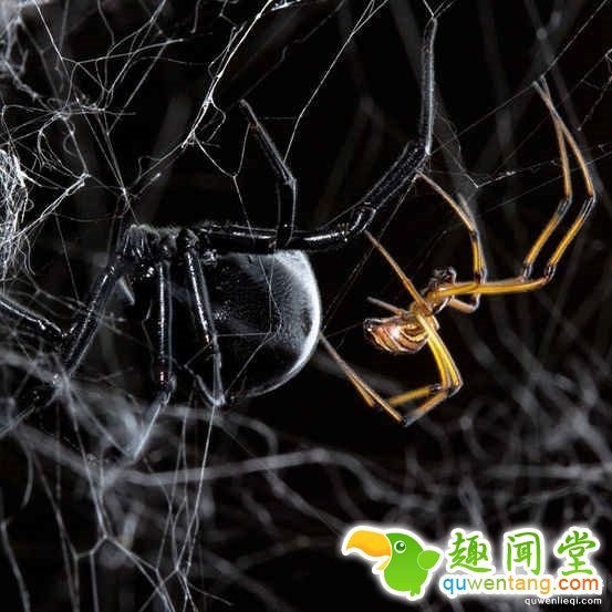 都很奇怪：动物11种古怪的求偶和交配方式