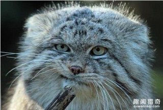 猫都很温顺？才不是！这种猫500万年来一直