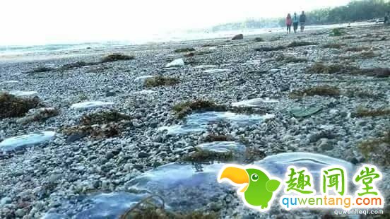 海滩发现漂亮神秘生物：毒性竟是河豚450倍