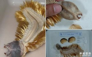 日本热传怪异生物 据说来自南极海底