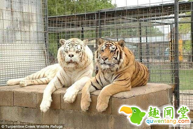 地球上独一无二的67个基因变异的物种！你可能一辈子也没见过