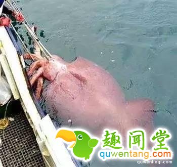 地球上独一无二的67个基因变异的物种！你可能一辈子也没见过