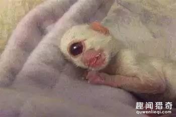 地球上独一无二的67个基因变异的物种！你可能一辈子也没见过