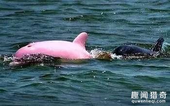 地球上独一无二的67个基因变异的物种！你可能一辈子也没见过