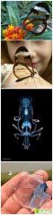 超美！自然界里透明的生物