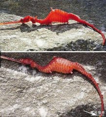 长得有点像海马！100年前消声匿迹的神秘海