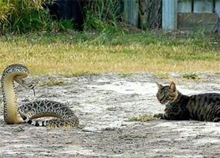 喵星人和响尾蛇齐晒太阳 喵星人无所畏惧