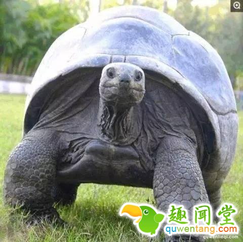 12个比人寿命长的动物，第七个算是永生吗？