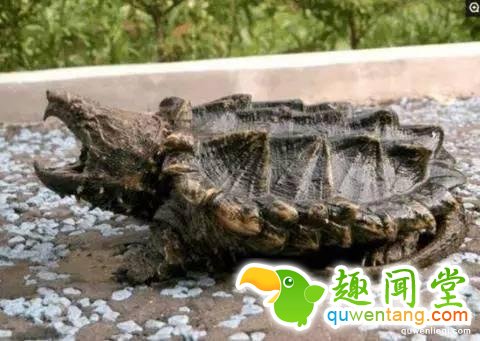 12个比人寿命长的动物，第七个算是永生吗？