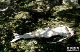 美人鱼真的存在吗？揭开美人鱼神秘面纱