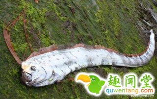 奇葩！6种很少有人见过但是真实存在的怪