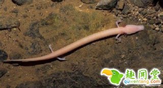 神奇！盘点地球上五种没