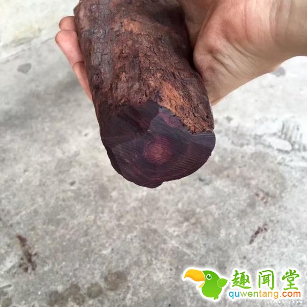 一位土豪花了150万买了一根像条蛇的?；颇玖希敝诰驼胰饲锌静暮?，里面的东西竟让他一夜变成千万富翁...