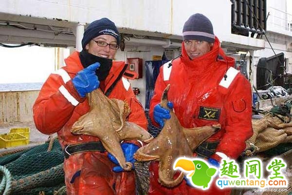 直击全球罕见的14种大“怪物”