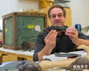 一个蛋4公斤，恐龙想孵蛋得花多长时间？