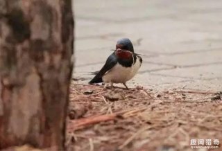 燕窝真的大补？看完想哭