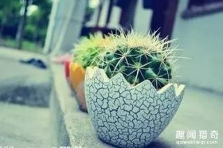 仙人球真的能防辐射吗？真相在这