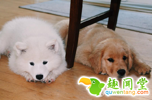 每发现好玩的事第一个就想到你！两只狗狗示范10项挚友特质图片