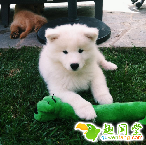 每发现好玩的事第一个就想到你！两只狗狗示范10项挚友特质图片