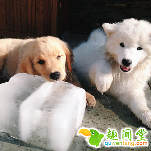 每发现好玩的事第一个就想到你！两只狗狗示范10项挚友特质图片