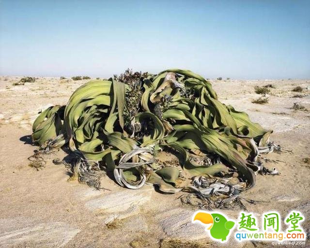 世界上“长生不老”的植物，有些已经存活10万年了