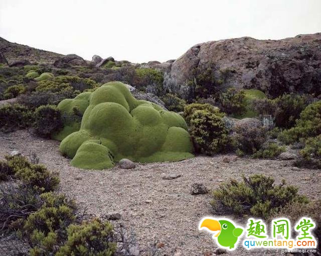 世界上“长生不老”的植物，有些已经存活10万年了