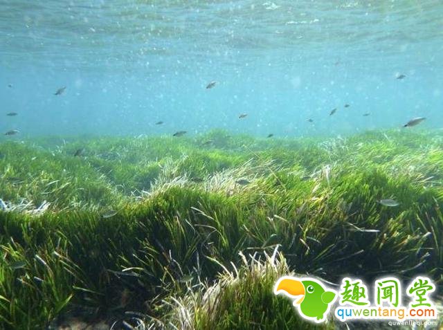 世界上“长生不老”的植物，有些已经存活10万年了