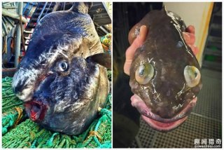大海深处惊人发现：外星生物们竟长这样！