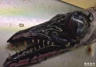 俄罗斯一渔夫上传了几只自己捉到深海怪物