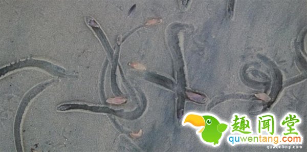 数千神秘海洋生物突然现身美国：这到底是啥？