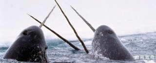 独角鲸为什么会长有角，它有什么用？