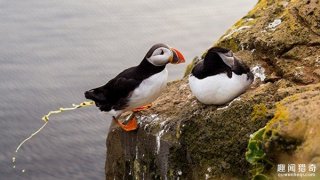 鸟屎能阻止暖化？学者：粪便能替北极降温