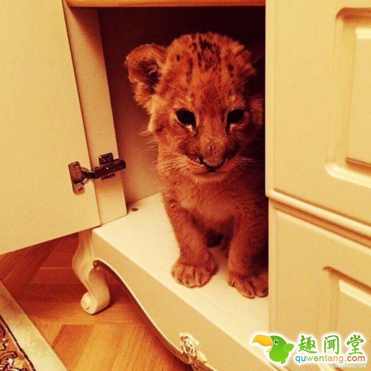 摔跤手找不到训练对象，于是养了只狮子当对手